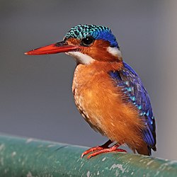 Package Image